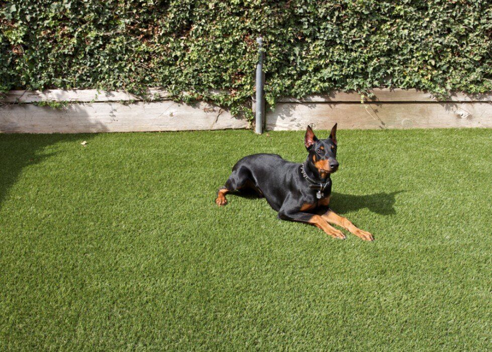 Pet Turf Installations, Gallery, Green-R Turf of Inland Empire