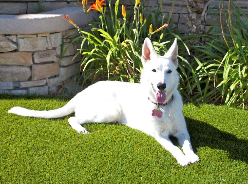 Pet Artificial Grass. Dog Runs, Parks, Kennels, Backyards, Inland Empire