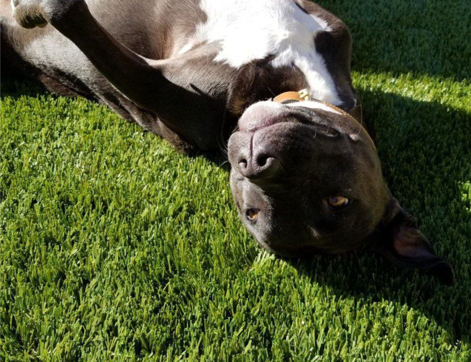 Inland Empire Artificial Grass & Pavers, The Ultimate Landscape