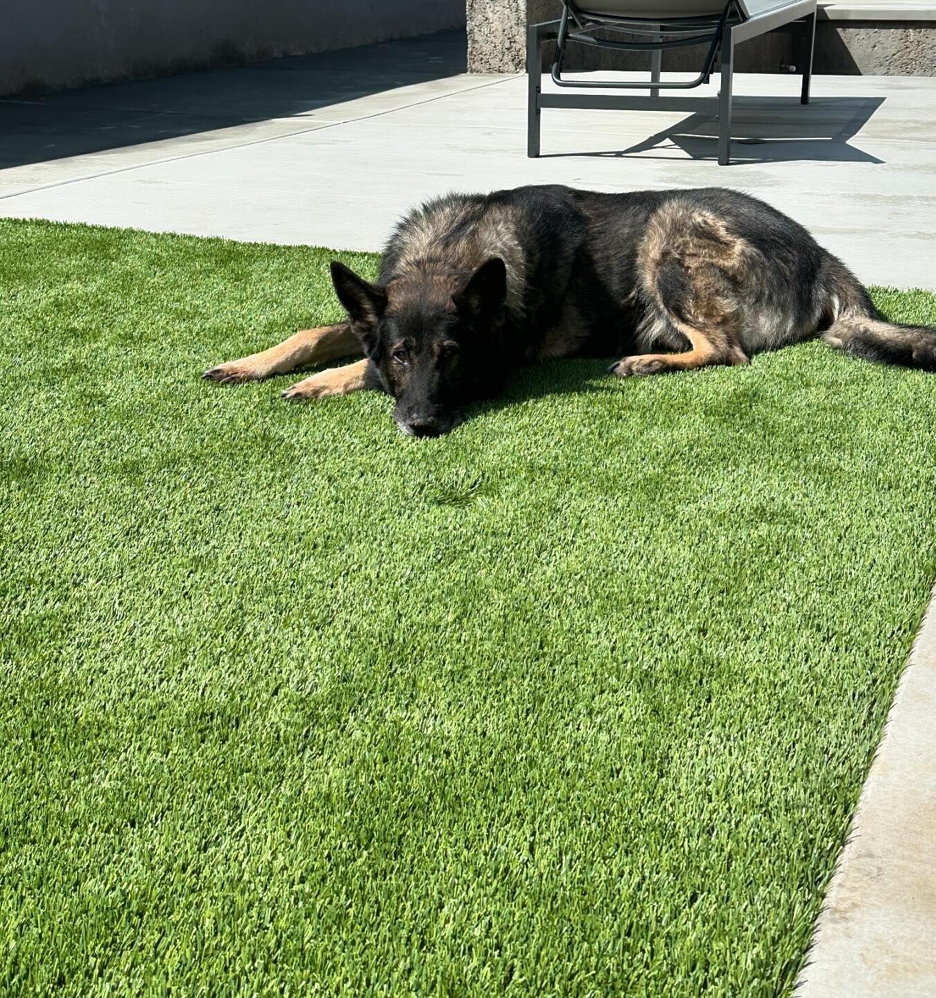 Pet Artificial Grass. Dog Runs, Kennels, Backyards, Inland Empire